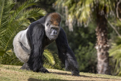 Werribee Open Range Zoo’s Motaba, aged 40, is considered a geriatric gorilla.