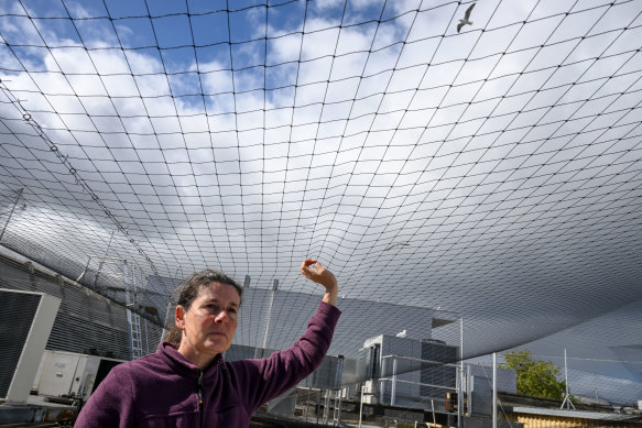 The netting is on top of commercial buildings all over Melbourne.