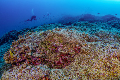 A diver from National Geographic’s  Pristine Seas team measures the world’s largest coral colony in the Solomon Islands.