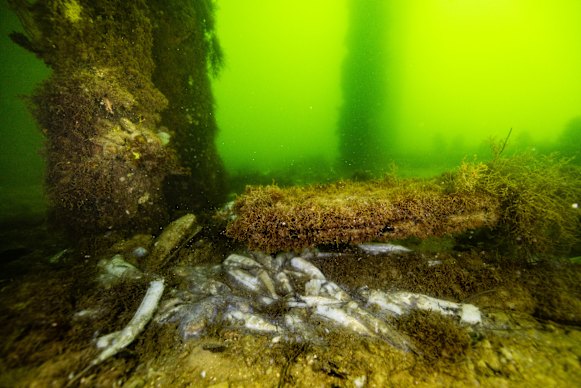 Dead garfish in neon-green water in Ardrossan, South Australia on July 9.