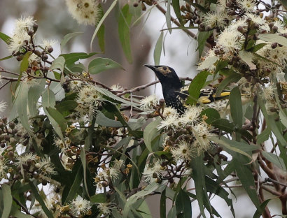 Critically endangered regent honeyeaters have been flocking to flowering spotted gums in the Hunter region.