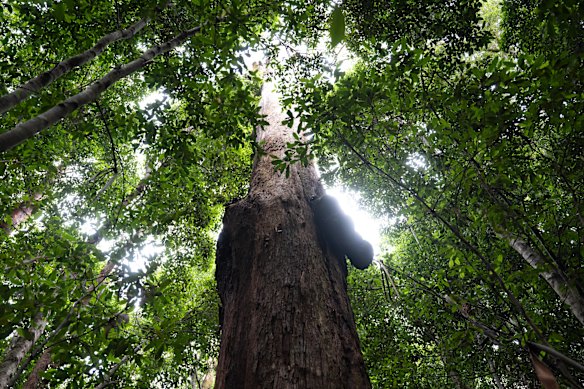 A hollow tree in Bindarri National Park that could become part of the Great Koala National Park.