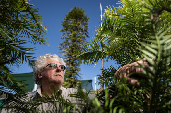 “They’re tough old buggers”: Blue Mountains resident Bill Grattan with his Wollemi Pines.