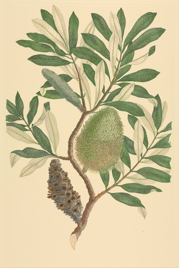 Finished watercolour by Sydney Parkinson made during Captain James Cook's first voyage across the Pacific, 1768-1771.