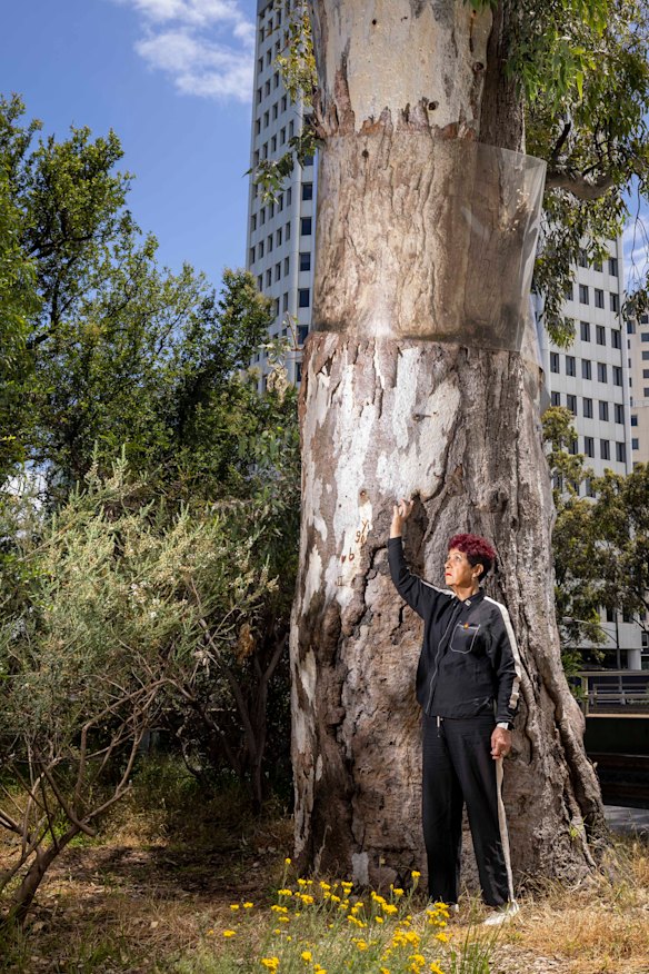 The ancient ceremonial tree towers over N’arweet Carolyn Briggs AM.