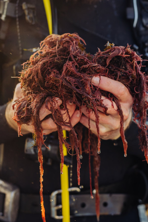 The Australian Seaweed Institute estimates that the Asparagopsis industry could be worth $1 billion by 2040 and reduce Australia’s greenhouse gas emissions by 10 per cent. 