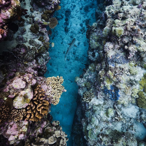 Scott Reef is under threat.