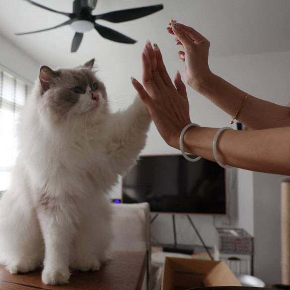 High five: Owner Sunny gives Mooncake a treat in her flat in Singapore.