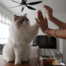 Singapore’s clandestine cats will soon have new reason to purr