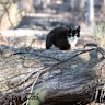A feral cat in Dryandra, WA.