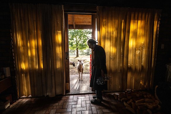 Sheep at the door of the farmhouse in March 2023.