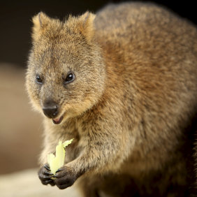 Noongar words such as quokka leap from the Macquarie.
