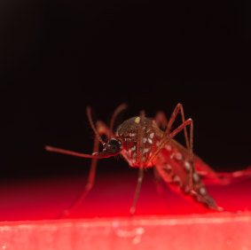 Aedes aegypti mosquitos spread dengue and Zika.