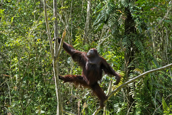 Forests are crucial for curbing biodiversity loss. Orangutans are one species endangered by deforestation.