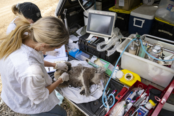 Vet Sarah Simpson (right) and doctoral student Alana Kidd run tests on a koala.