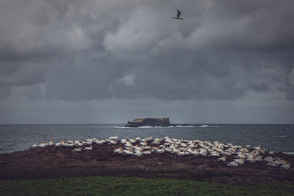 The “new” gannet colony on Point Danger. Lawrence Rocks sits beyond, two kilometres out to sea.