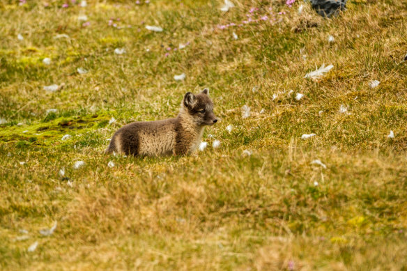 An Arctic fox in the field.