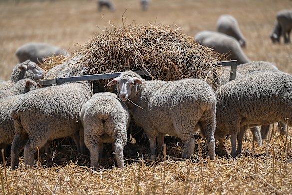 There’s feed aplenty on the Greens’ farm. 
