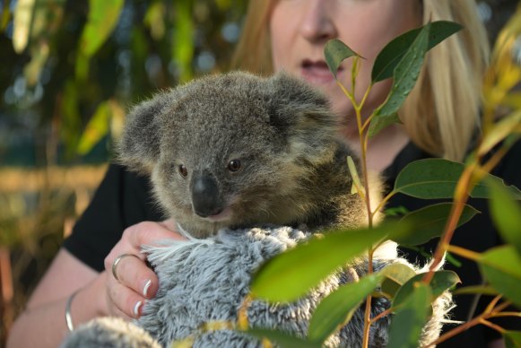 A WIRES volunteer with a koala joey in Sydney.