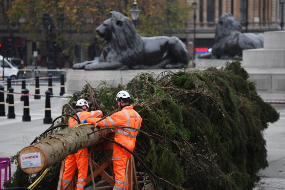 Workers install a huge Christmas tree at London's Trafalgar Square. Norway has donated a tree for the famous plaza every year since 1947. 