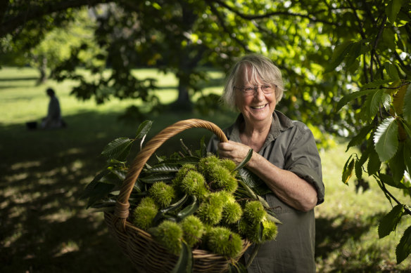Chestnut farmer Beverley Carruthers, 83, with her ripe crop of nuts at Nutwood Farm in Mount Irvine.