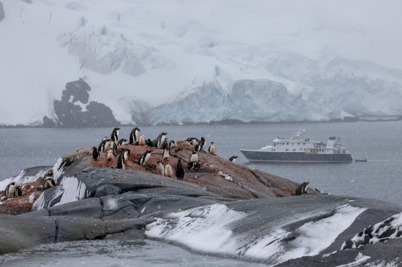 Penguins are entertaining to watch – just don’t get too close.