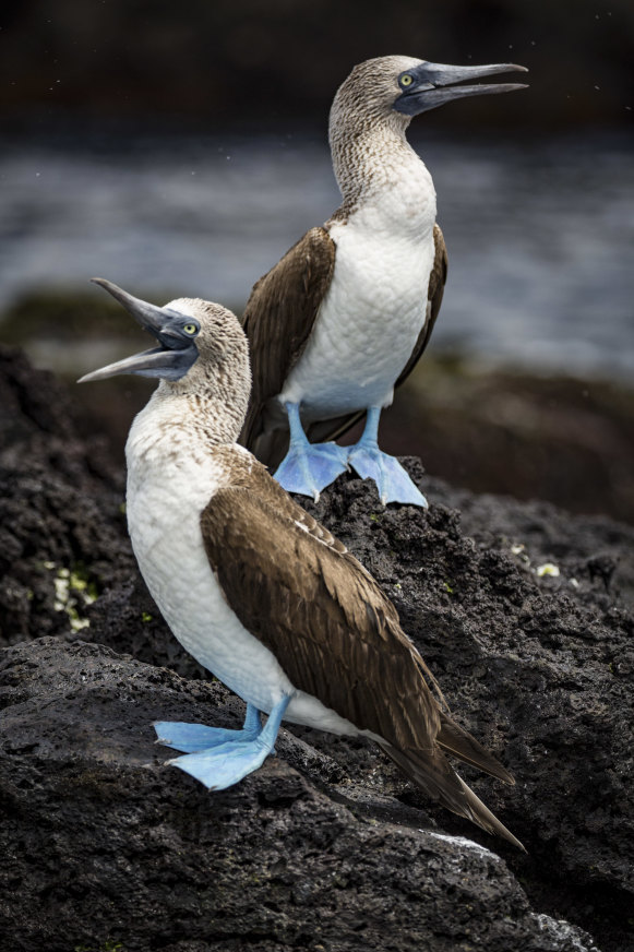 Blue-footed boobies.