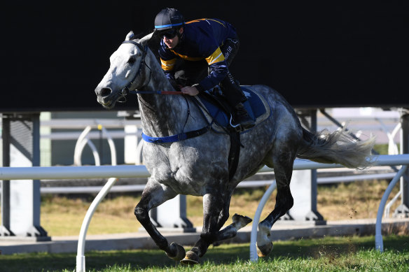 Flying Grey: Chautauqua finished his barrier trial after once again refusing to jump with the field.