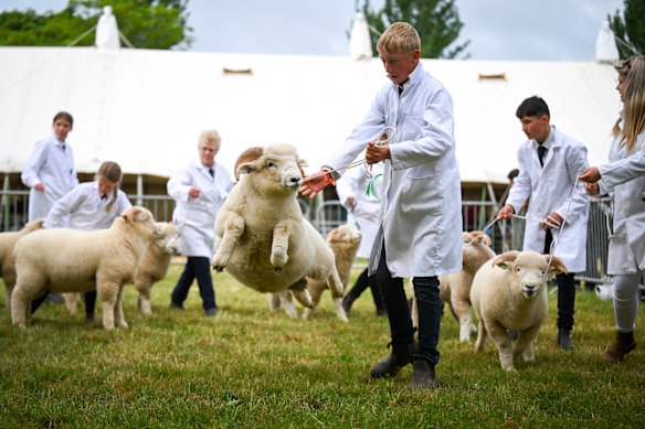 A sheep jumps in the air to the surprise of handler Max Atkins during judging at The Royal Bath And West Show in Shepton Mallet, England. The historic show is one of the oldest surviving agricultural shows in England, taking place over four days.