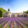 Fields of lavender in Provence.