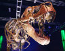 Got the holiday blues? See T-Rex bones, cuddle a cat or smash stuff