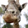 Melbourne Zoo today (Wednesday, 7 November) has bid a tremendously sad farewell to iconic Mukulu, the oldest male Rothschild’s Giraffe in the Australasian Region.
