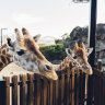 Curious giraffes peering over their enclosure at Taronga Zoo, a great place to bring visitors.