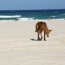 More campgrounds closed in the wake of Fraser Island dingo attack