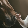 ‘Everyone should experience the magic’: The healing power of equine therapy