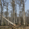 Forest workers watch an oak falling in the Forest of Berce in the Loire region of France.