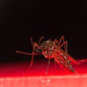 Scientists successfully stop dengue spread through mosquitoes