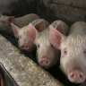 ‘Reversible death’: Scientists revive heart, cells of dead pigs