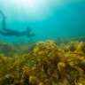 Floating through the dreamscape of Victoria’s underwater forests