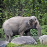 Happy, the elephant, isn’t a person, a top New York court rules