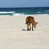 A dingo on K’gari, formerly known as Fraser Island.