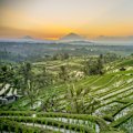 A different view … rice terraces in Tabanan.