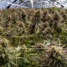 Medicinal cannabis being grown in September 2024 at Victorian cultivator ECS Botanics.