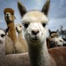 Farmers love alpacas. They’re gentle on the land and some protect flocks of sheep from foxes.