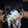 Three of the puppies at their foster home in Romsey. 