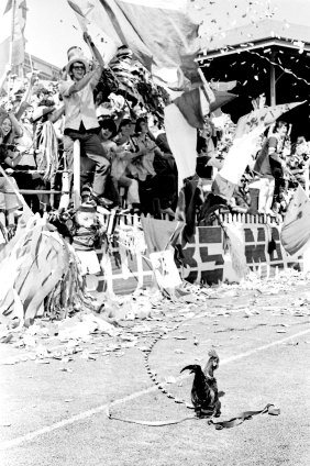 A rooster wanders on to the ground before the 1972 rugby league grand final between Manly and Easts at the SCG. 16 September 1972.