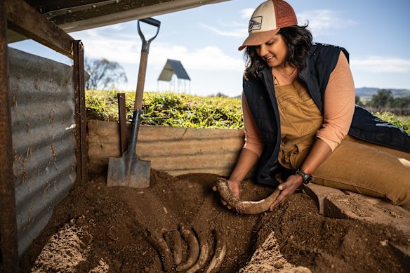 Biodynamic viticulturist Kesh Mudaly inspecting the manure-filled cow horns that are buried in the biodynamic pit during autumn and winter at Lowe Wines.