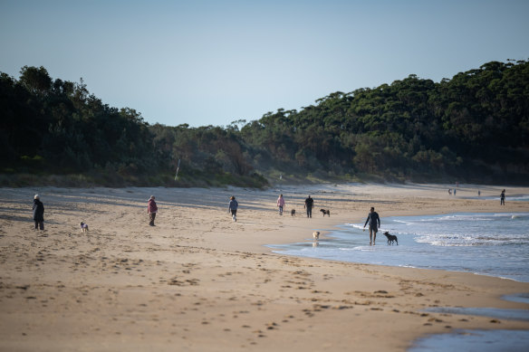 Dog walkers give their pets some exercise on Narrawallee Beach on Wednesday afternoon.