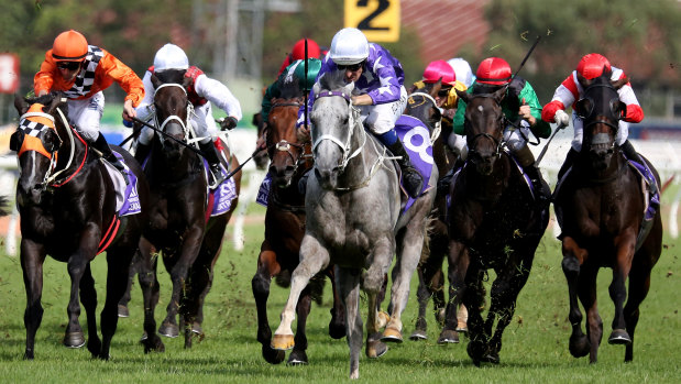 Outstanding grey: D'Argento runs through the gears before romping home in the Rosehill Guineas.