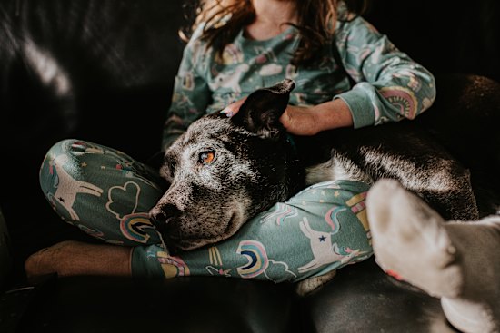 A huge clinical trial of a drug derived from a bacterium found on Easter Island is underway, testing whether it can increase dog lifespans.